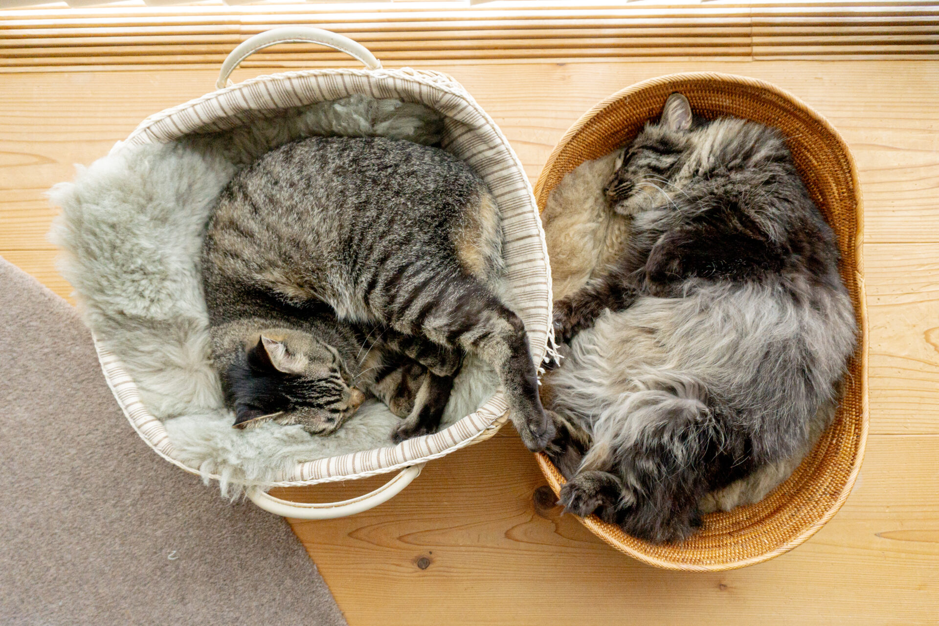 猫と暮らす家の風景 猫のススメ 夏見工務店